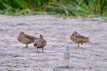 Lesser Yellowlegs (Tringa flavipes), sandpiper walking on the shore of a pond in search of food.