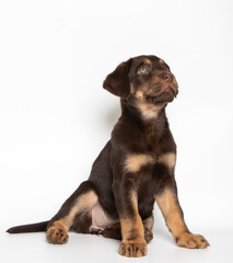 Labrador puppy in photostudio