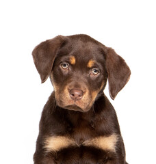 Labrador puppy in photostudio