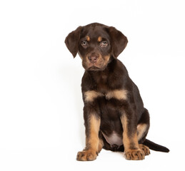 Fototapeta premium Labrador puppy in photostudio