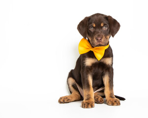 Labrador puppy in photostudio