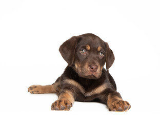 Labrador puppy in photostudio