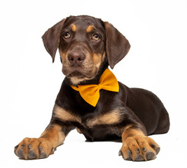 Fototapeta premium Labrador puppy in photostudio