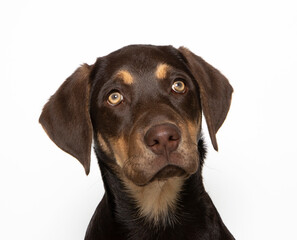 Labrador puppy in photostudio