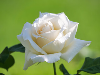 The white rose
