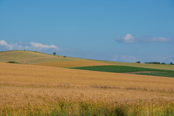 Obraz premium 黄金色のムギ畑と農作業 