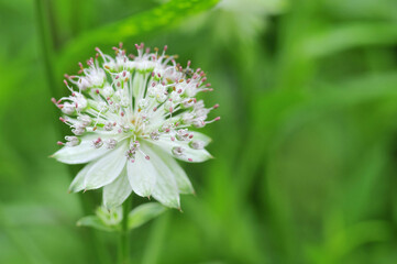 夏の庭のアストランティア