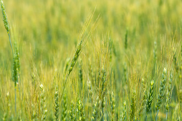 緑のムギの穂
