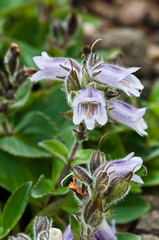 満開の紫色の高山植物　イワブクロ

