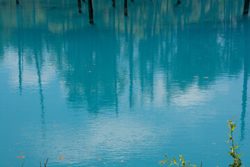青空を映す初夏の青い池の湖面　美瑛町
 - obrazy, fototapety, plakaty