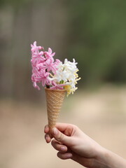 Hand holding colorful hyacinths in an ice cream cup