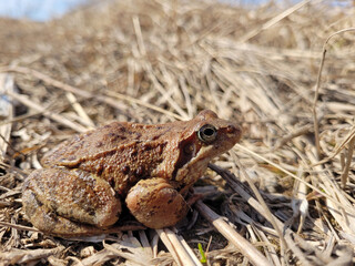 frog on the grass