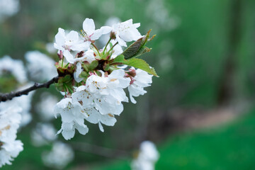 Flowering on trees on branches in spring