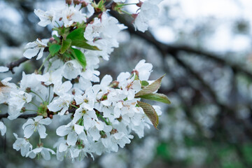 Flowering on trees on branches in spring