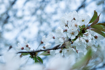 Flowering on trees on branches in spring