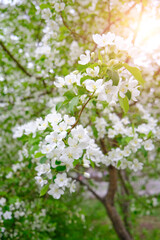Blooming apple tree covered with white flowers bright spring day.