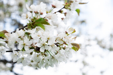 Flowering on trees on branches in spring