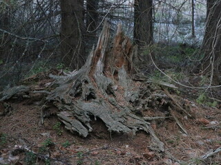 Beautiful dried snag in the forest
