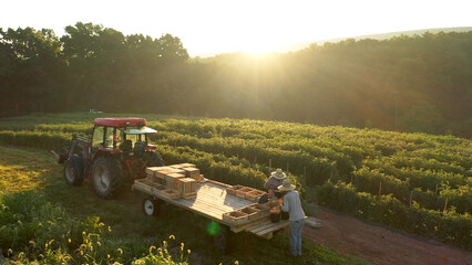 View of tractor with men sorting tomatoes on flatbed trailer sitting in a field of tomato plants at...