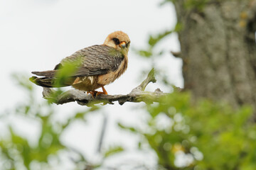 Red-footed Falcon Falco vespertinus, bird of prey family Falconidae, eastern Europe and Asia migratory, wintering in Africa. Sitting on the branch in Hungary