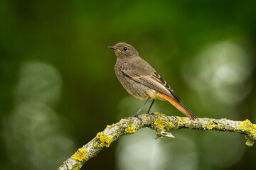 Black Redstart Phoenicurus ochruros small passerine bird in Phoenicurus, Muscicapidae, breeder in south and central Europe and Asia and north-west Africa, bird on the branch with green background