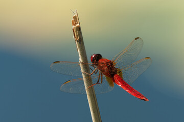 Scarlet Dragonfly Crocothemis erythraea - red coloured species of dragonfly in the Libellulidae. Its common names include broad scarlet, common scarlet-darter, scarlet darter and scarlet dragonfly