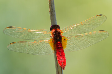 Scarlet Dragonfly Crocothemis erythraea - red coloured species of dragonfly in the Libellulidae. Its common names include broad scarlet, common scarlet-darter, scarlet darter and scarlet dragonfly