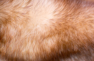 Brown fox fur close up. Background from red animal fur, texture of heap fur. Eco-wool, eco-leather,...