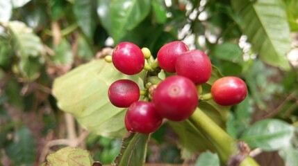 Fresh red coffee beans on a coffee tree.