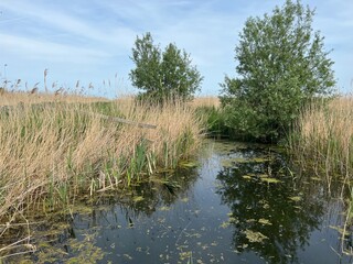 Beautiful landscape of still river in Norfolk Broad wildlife Cley next the Sea nature reserve with green lush plants and grasses reflected in tranquil  East Anglia uk water Summer blue sky day light