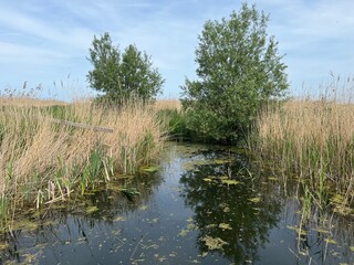 Beautiful landscape of still river in Norfolk Broad wildlife Cley next the Sea nature reserve with green lush plants and grasses reflected in tranquil  East Anglia uk water Summer blue sky day light