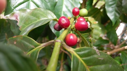 Fresh red coffee beans on a coffee tree.