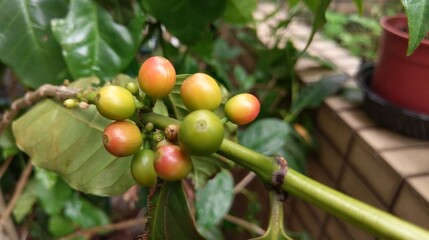 Fresh green and red coffee beans on a coffee tree.