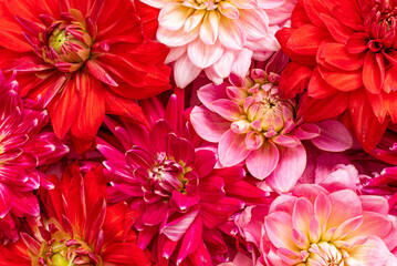  fresh dahlia, top view