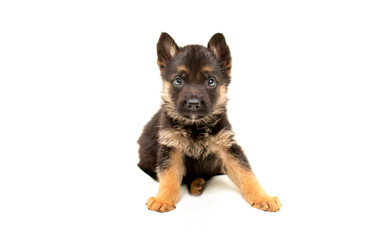 Beautiful one puppy German shepherd. Cute, funny dogs on a white background isolated.