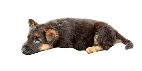 Beautiful one puppy German shepherd. Cute, funny dogs on a white background isolated.