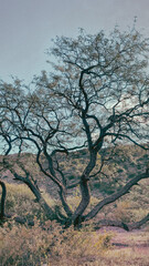 Paisajes de Catamarca