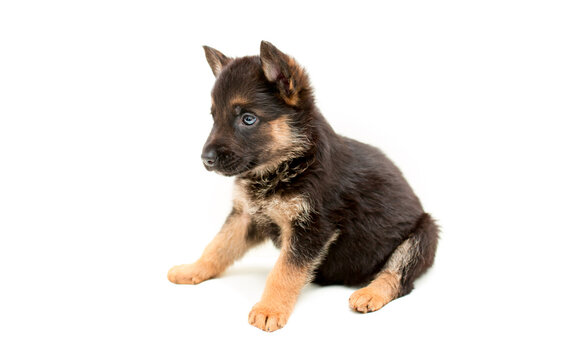 Beautiful one puppy German shepherd. Cute, funny dogs on a white background isolated.