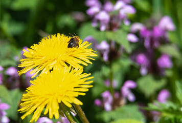 a bee collects pollen from dandelions