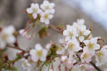 山桜