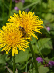 a bee collects pollen from dandelions