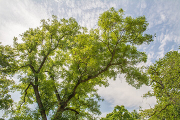Fototapeta premium frühlingsgrün im park