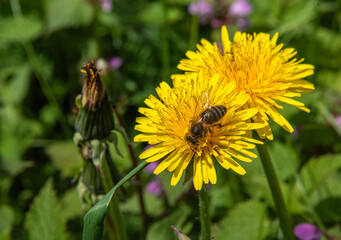 a bee collects pollen from dandelions