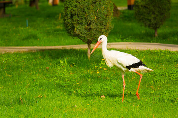 Stork Bird walks through the green thickets of plants. Concept of newborn pregnancy and childbirth with space for text. White stork close up.