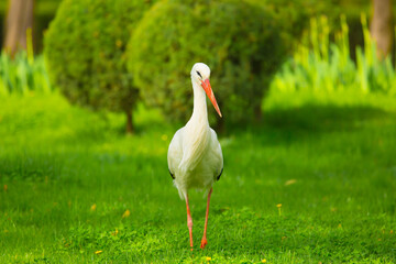 Stork Bird walks through the green thickets of plants. Concept of newborn pregnancy and childbirth with space for text. White stork close up.