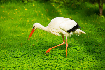 Stork Bird walks through the green thickets of plants. Concept of newborn pregnancy and childbirth with space for text. White stork close up.