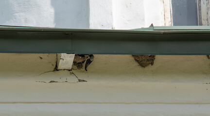 swallow nests under the roof