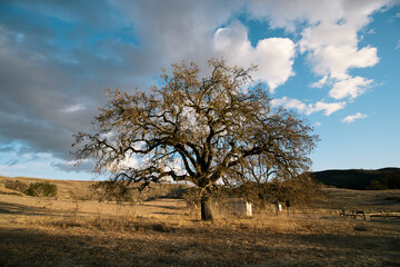 Giant Oak Tree on a Hill in Cheeseboro and Palo Comado Canyon, Santa Monica Mountains