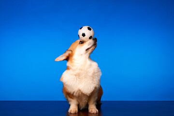 Playful Welsh Corgi Pembroke dog playing with a soccer ball against a blue background. Dog holding...