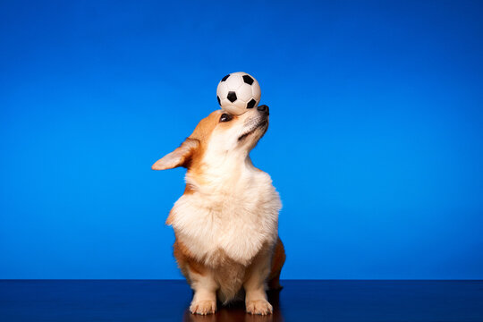 Playful Welsh Corgi Pembroke dog playing with a soccer ball against a blue background. Dog holding the ball on his head. Training.